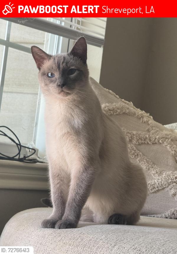 Lost Male Cat last seen E Preston ave, Clyde fant pkwy, Shreveport, LA 71105