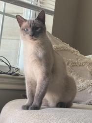 Lost Male Cat last seen E Preston ave, Clyde fant pkwy, Shreveport, LA 71105