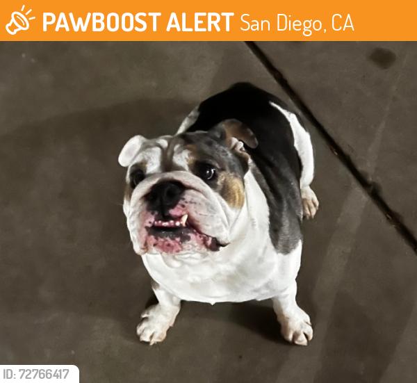 Found/Stray Male Dog last seen University St (Near Pavillions), San Diego, CA 92103