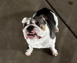 Found/Stray Male Dog last seen University St (Near Pavillions), San Diego, CA 92103
