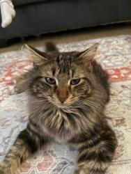 Lost Male Cat last seen John West Road Near Bright Star Elementary School, Douglasville, GA 30134