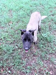 Found/Stray Male Dog last seen Gus thomasson, Dallas, TX 75228