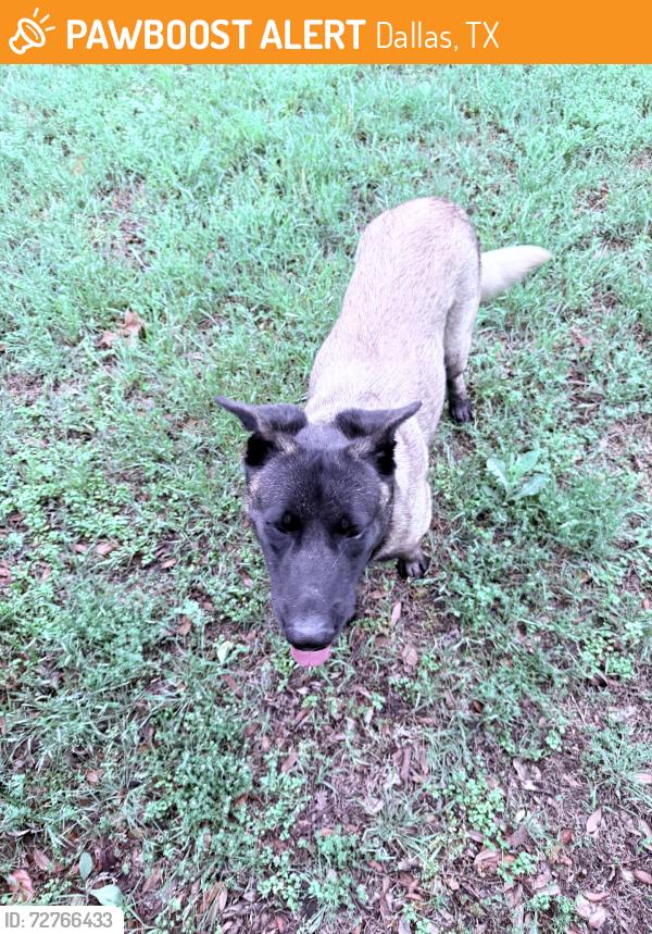 Found/Stray Male Dog last seen Gus thomasson, Dallas, TX 75228
