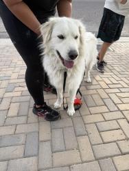 Found/Stray Unknown Dog last seen Asbury Rd NE / 7th Ave NE in Vista Hills, Rio Rancho, NM 87124