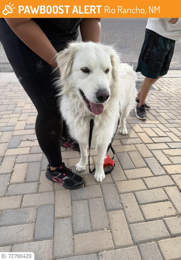 Found/Stray Unknown Dog last seen Asbury Rd NE / 7th Ave NE in Vista Hills, Rio Rancho, NM 87124
