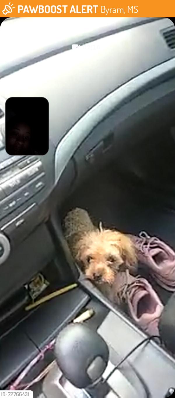 Found/Stray Female Dog last seen Found in Henderson dr, right by Barrington entrance , Byram, MS 39272