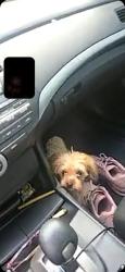 Found/Stray Female Dog last seen Found in Henderson dr, right by Barrington entrance , Byram, MS 39272