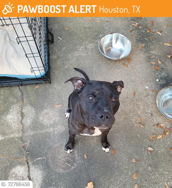 Found/Stray Female Dog last seen Blue Ridge Park, Houston, TX 77085