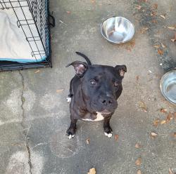 Found/Stray Female Dog last seen Blue Ridge Park, Houston, TX 77085