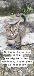 Lost Male Cat last seen Avenida Gomes Freire, Pantanal, RJ 25265-008