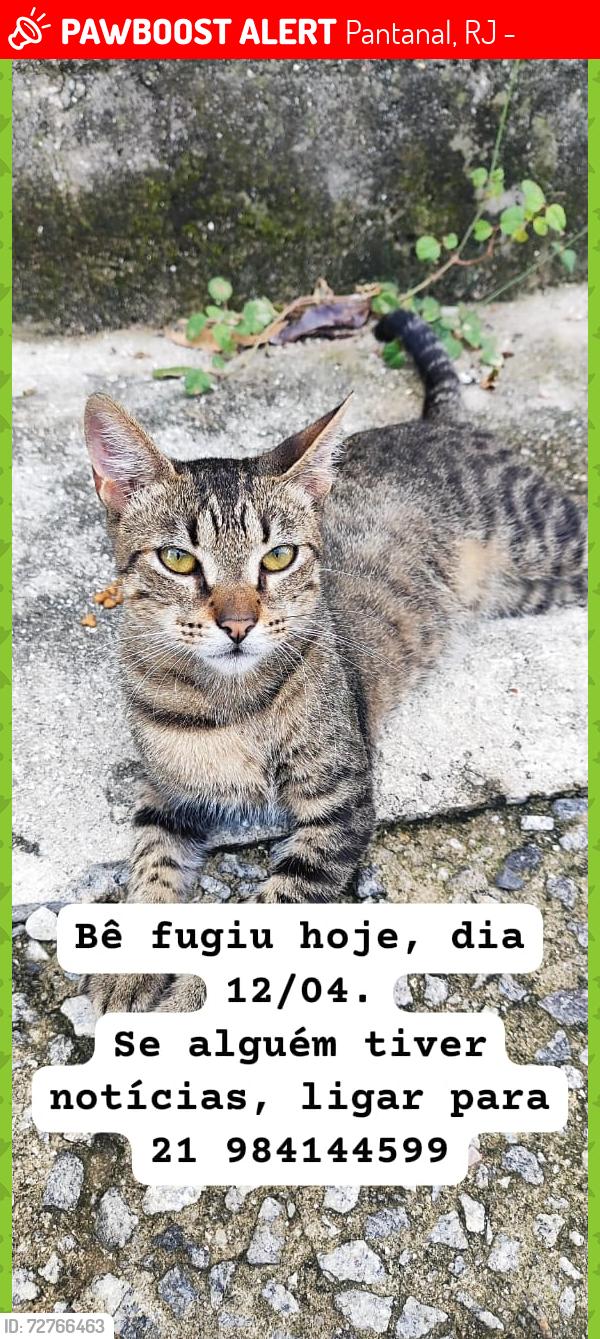 Lost Male Cat last seen Avenida Gomes Freire, Pantanal, RJ 25265-008