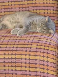 Lost Female Cat last seen Trenton Ave, Findlay, OH 45840