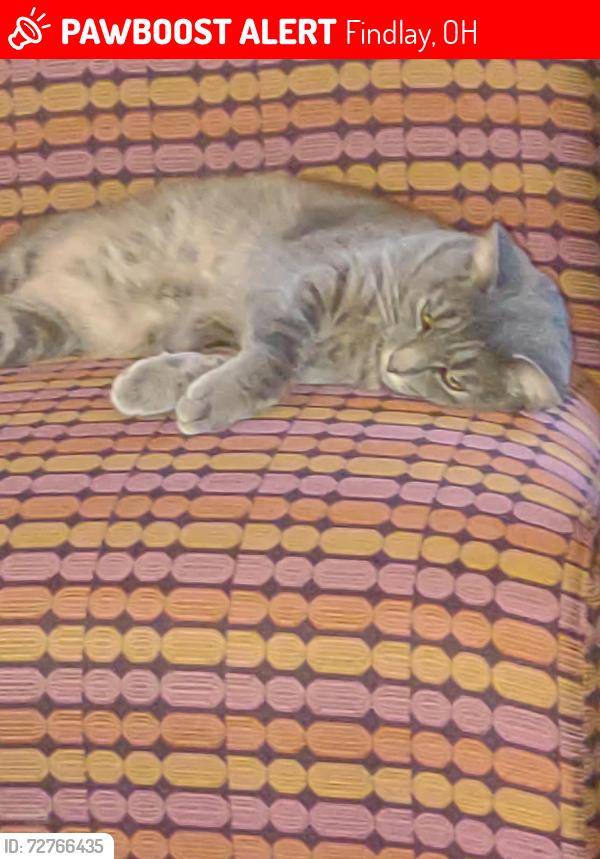Lost Female Cat last seen Trenton Ave, Findlay, OH 45840