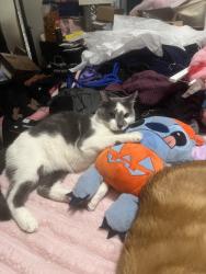 Lost Male Cat last seen Lamar ave , idlewood lane and del monte, Grand Island, NE 68803