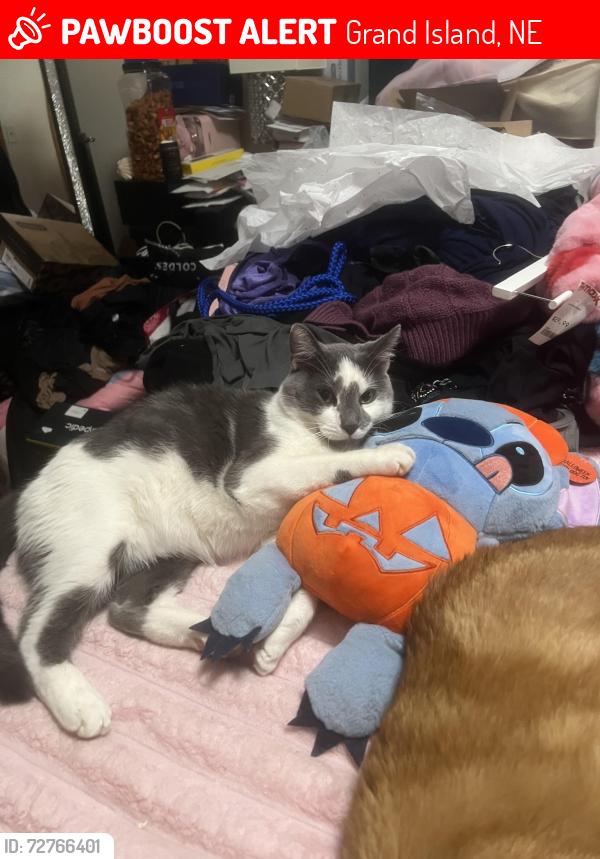 Lost Male Cat last seen Lamar ave , idlewood lane and del monte, Grand Island, NE 68803