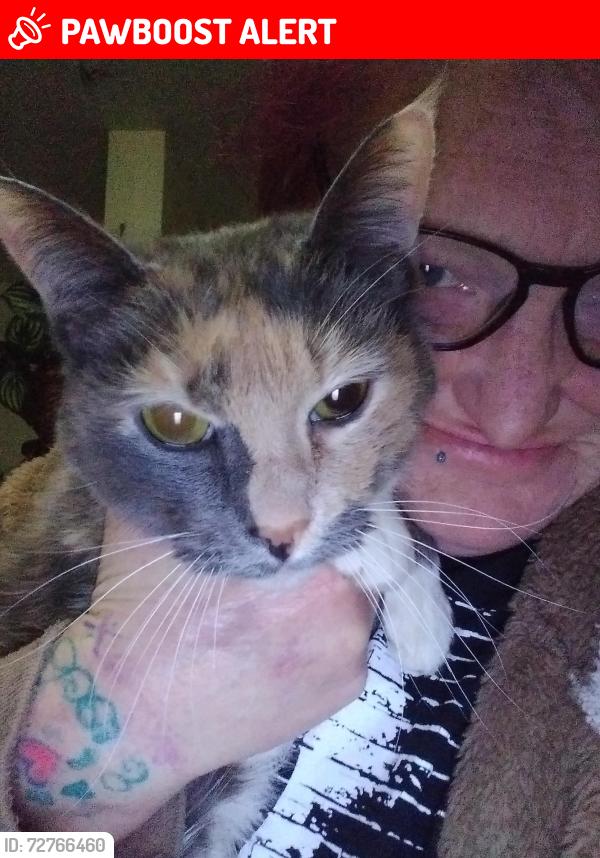 Lost Female Cat last seen Annapolis rd , ungers field  Dave's collision , Baltimore Highlands, MD 21227