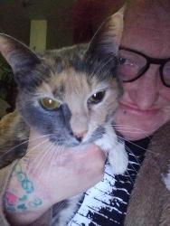 Lost Female Cat last seen Annapolis rd , ungers field  Dave's collision , Baltimore Highlands, MD 21227