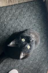 Lost Male Cat last seen Kettle moraine road, Uncle larry’s gas station, Slinger, WI 53086