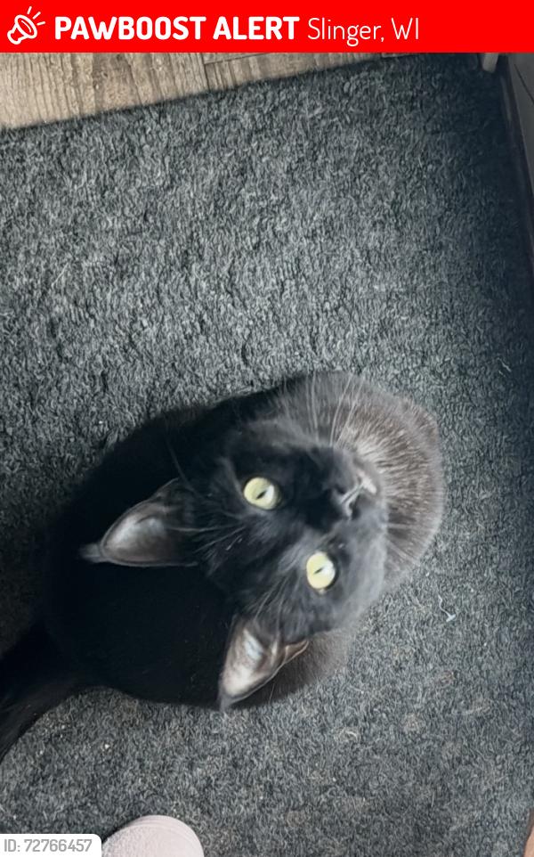 Lost Male Cat last seen Kettle moraine road, Uncle larry’s gas station, Slinger, WI 53086