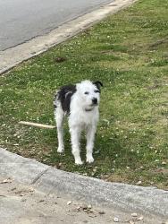 Found/Stray Male Dog last seen Overton Park , Memphis, TN 38104