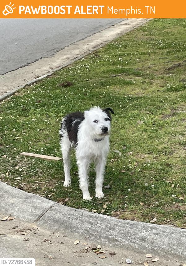 Found/Stray Male Dog last seen Overton Park , Memphis, TN 38104