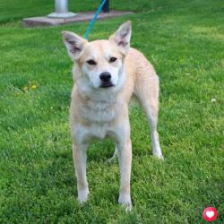 Lost Female Dog last seen Buena Vista and manning, Newark, OH 43055