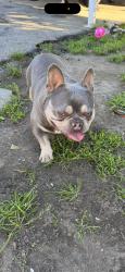 Lost Male Dog last seen Acacia st , rosamead, San Gabriel, CA 91776
