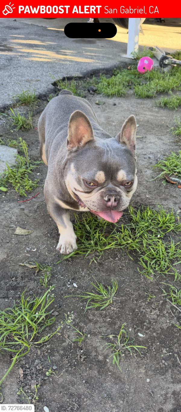 Lost Male Dog last seen Acacia st , rosamead, San Gabriel, CA 91776