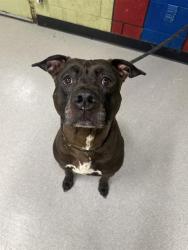 Shelter Stray Male Dog last seen Near , Indianapolis, IN 46221