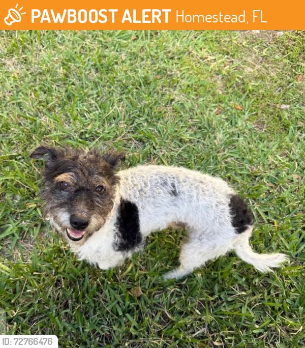 Found/Stray Male Dog last seen Ventura at Malibu Bay , Homestead, FL 33030