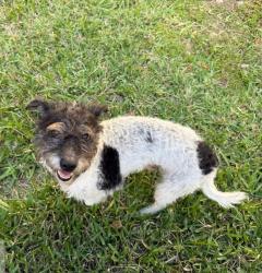 Found/Stray Male Dog last seen Ventura at Malibu Bay , Homestead, FL 33030