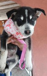 Found/Stray Male Dog last seen Normandy dr, Modesto, CA 95351