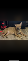Lost Male Dog last seen 16th av , Cedar Rapids, IA 52404