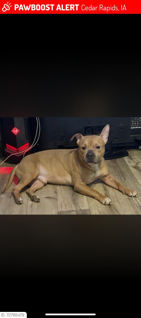 Lost Male Dog last seen 16th av , Cedar Rapids, IA 52404