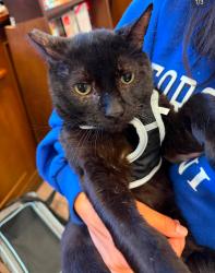 Lost Male Cat last seen Briarcliff Road NE Atlanta GA 30329, Atlanta, GA 30306