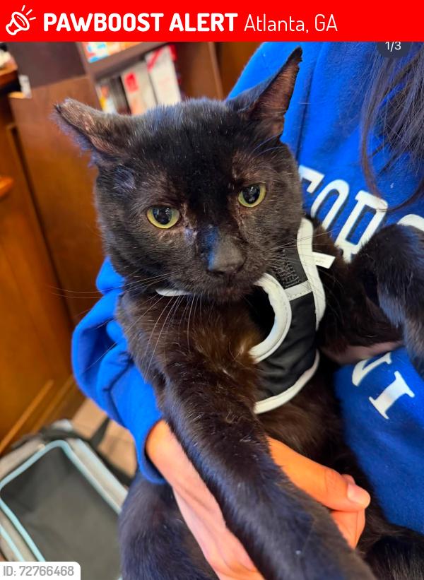 Lost Male Cat last seen Briarcliff Road NE Atlanta GA 30329, Atlanta, GA 30306