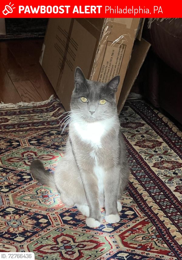 Lost Female Cat last seen Gates st and Silverwood st, Philadelphia, PA 19128