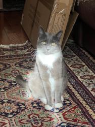 Lost Female Cat last seen Gates st and Silverwood st, Philadelphia, PA 19128