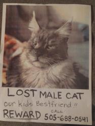 Lost Male Cat last seen Westside Rio Rancho , Rio Rancho, NM 87124