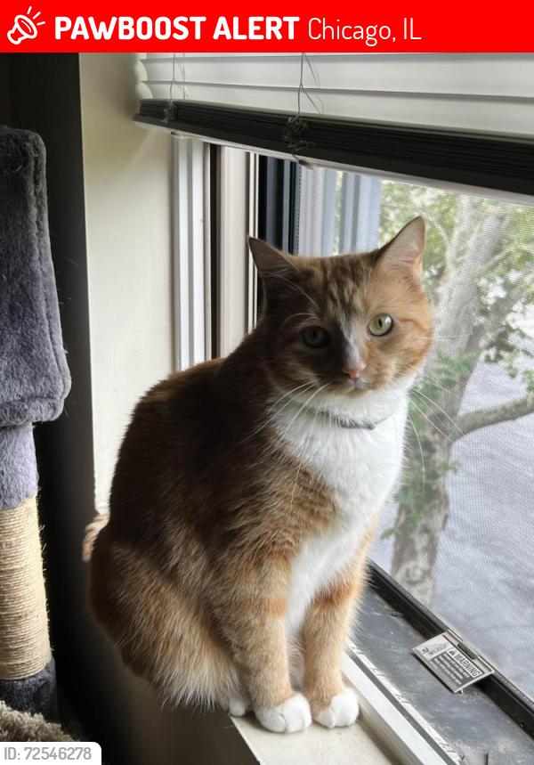 Lost Male Cat last seen Near airport , Chicago, IL 60666