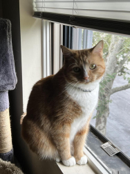 Lost Male Cat last seen Near airport , Chicago, IL 60666