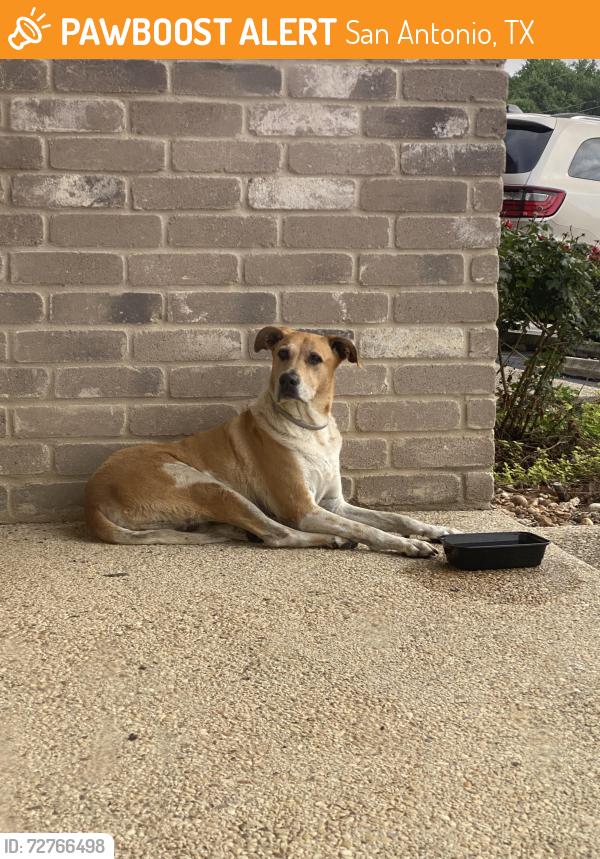 Found/Stray Male Dog last seen Right before the North Valley Mobile s , San Antonio, TX 78238