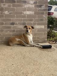 Found/Stray Male Dog last seen Right before the North Valley Mobile s , San Antonio, TX 78238