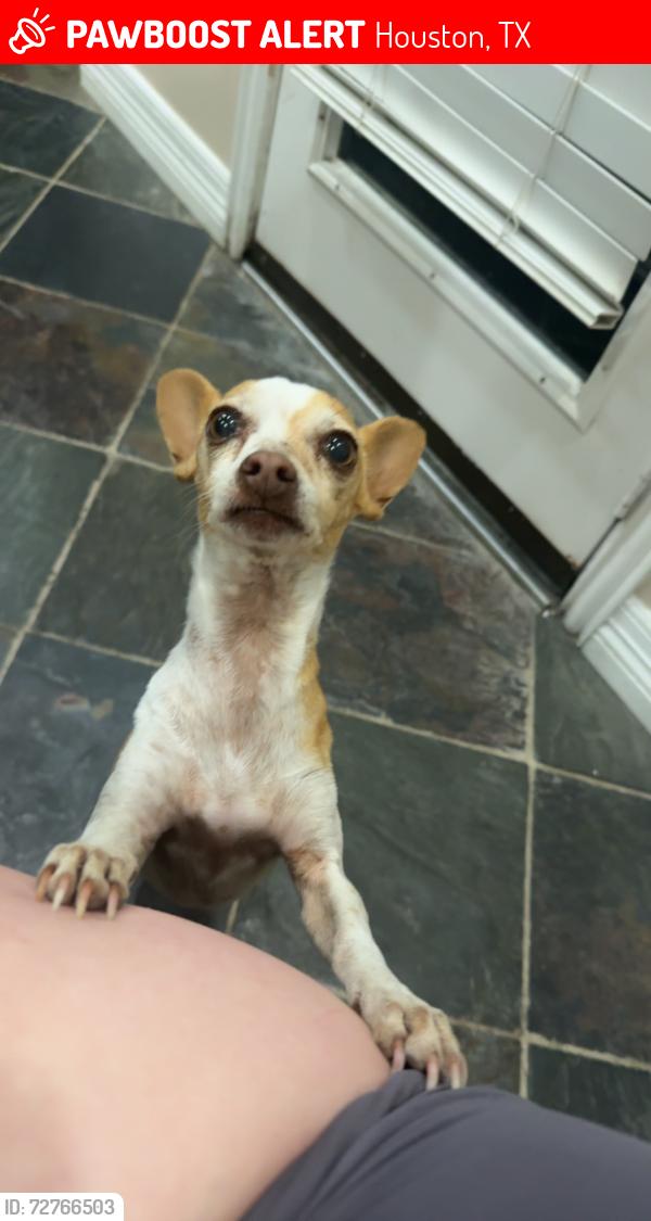 Lost Female Dog last seen Gentry , Houston, TX 77429