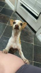 Lost Female Dog last seen Gentry , Houston, TX 77429