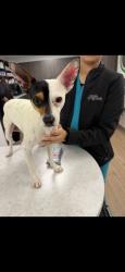 Found/Stray Male Dog last seen Mcleod and overland, Albuquerque, NM 87109