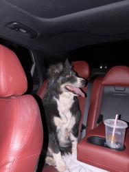 Found/Stray Unknown Dog last seen Sunset farm & sunset , Albuquerque, NM 87105