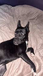 Found/Stray Female Dog last seen old winston road, High Point, NC 27265