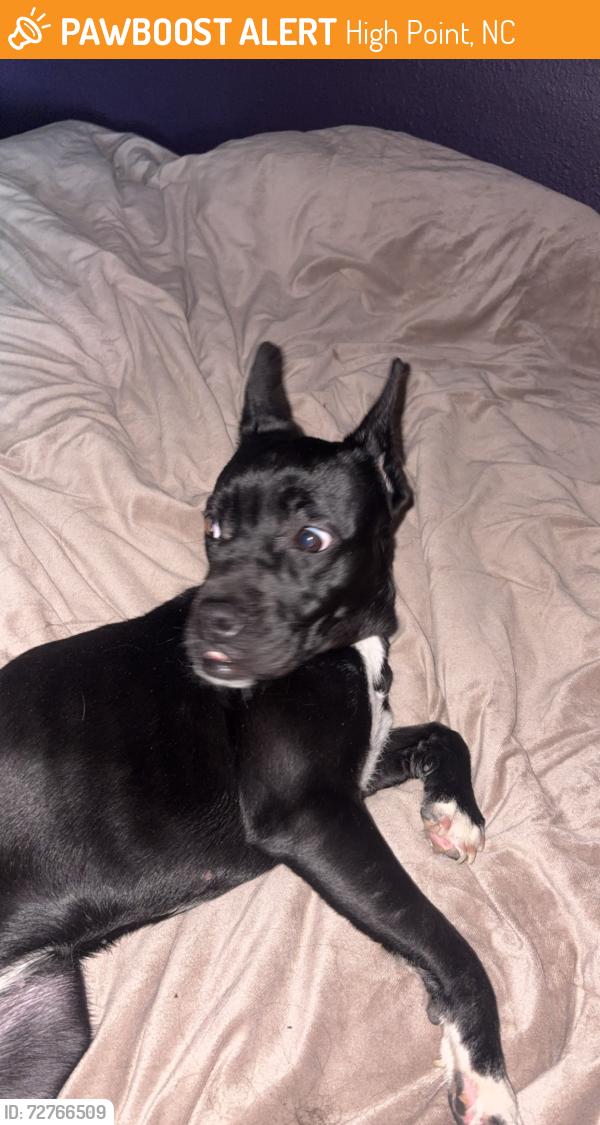Found/Stray Female Dog last seen old winston road, High Point, NC 27265
