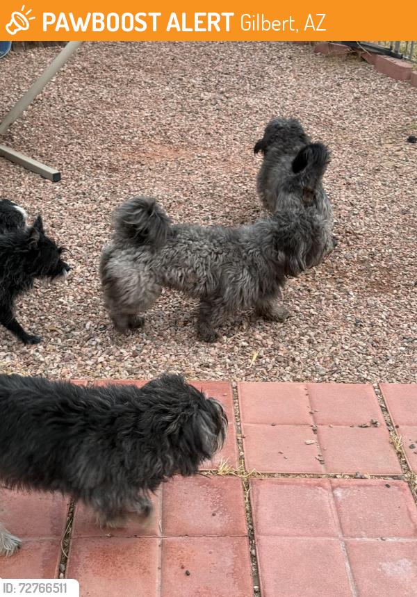 Found/Stray Unknown Dog last seen By Reed Park , Gilbert, AZ 85233